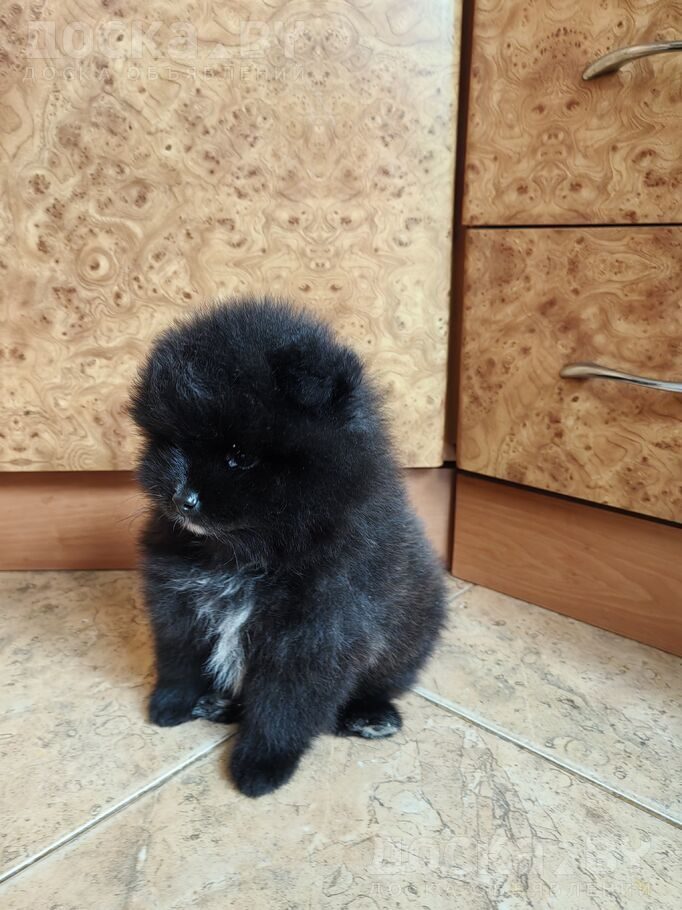 Померанский шпиц