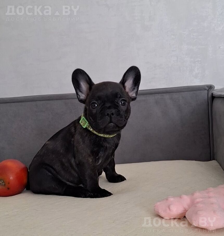 Французский бульдог