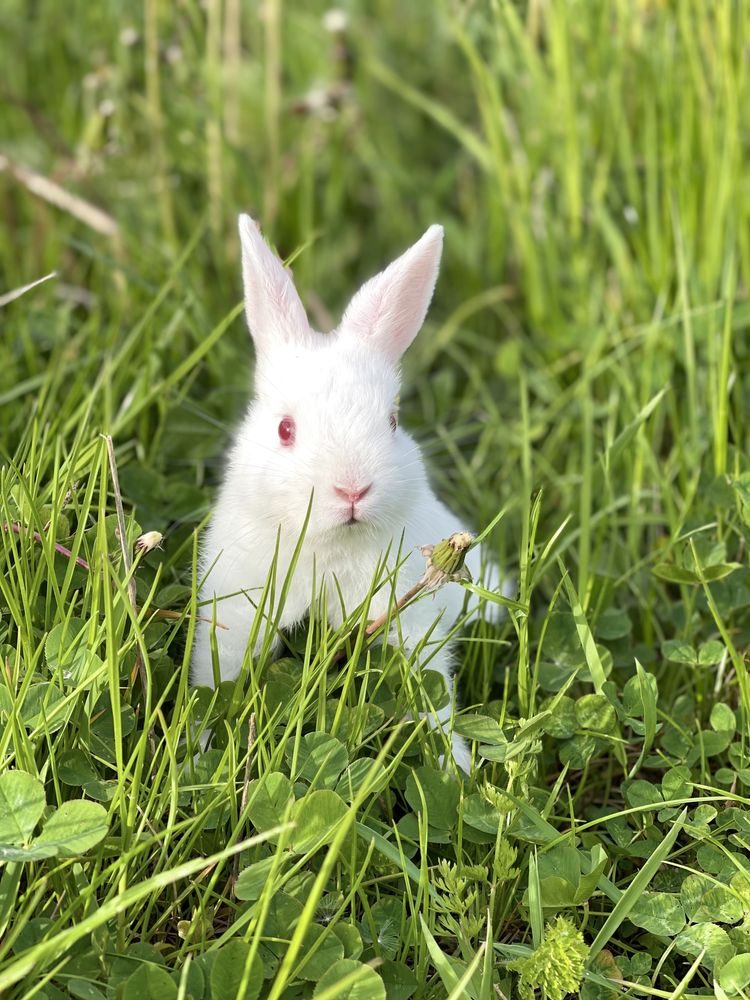 Bunny 4. 4 Кролика. Доска кролик. Кролик декоративный 4. Что едят декоративные кролики.