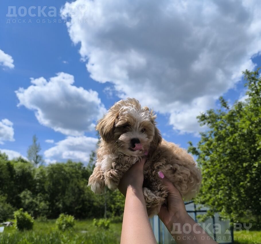 Мальтийская болонка