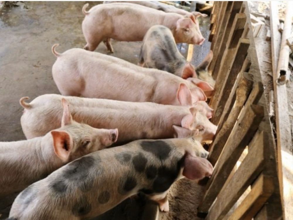 Свиньи как бизнес видео. Доращивание свиней. Поросята на доращивании. Стадо свиней. Разведение свиней.
