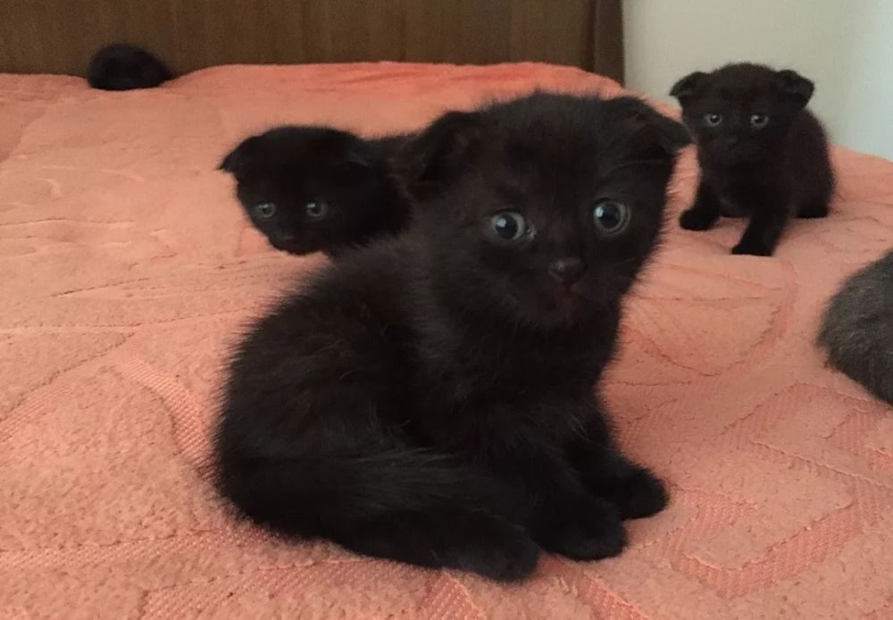 Фото вислоухих котят серого цвета 1 месяц