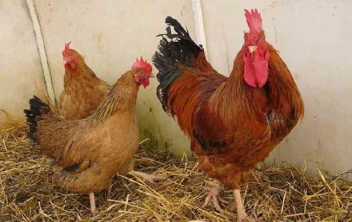 Кучинские Юбилейные Куры Фото