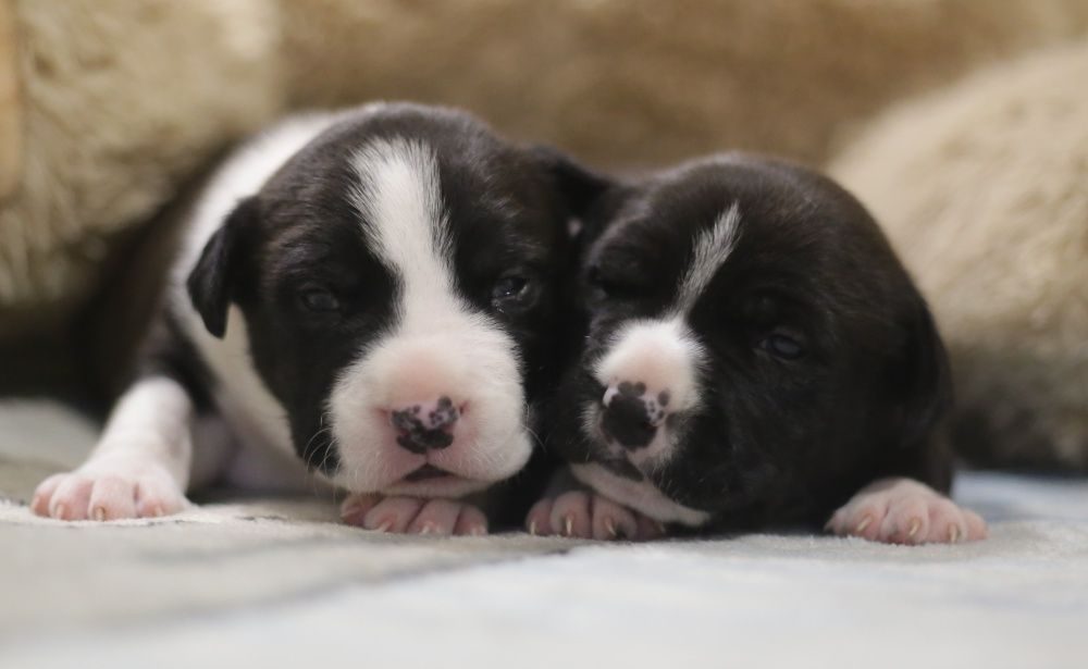 Новорожденные без матери щенки. Супер щенки. Имена и фото супер щенки.