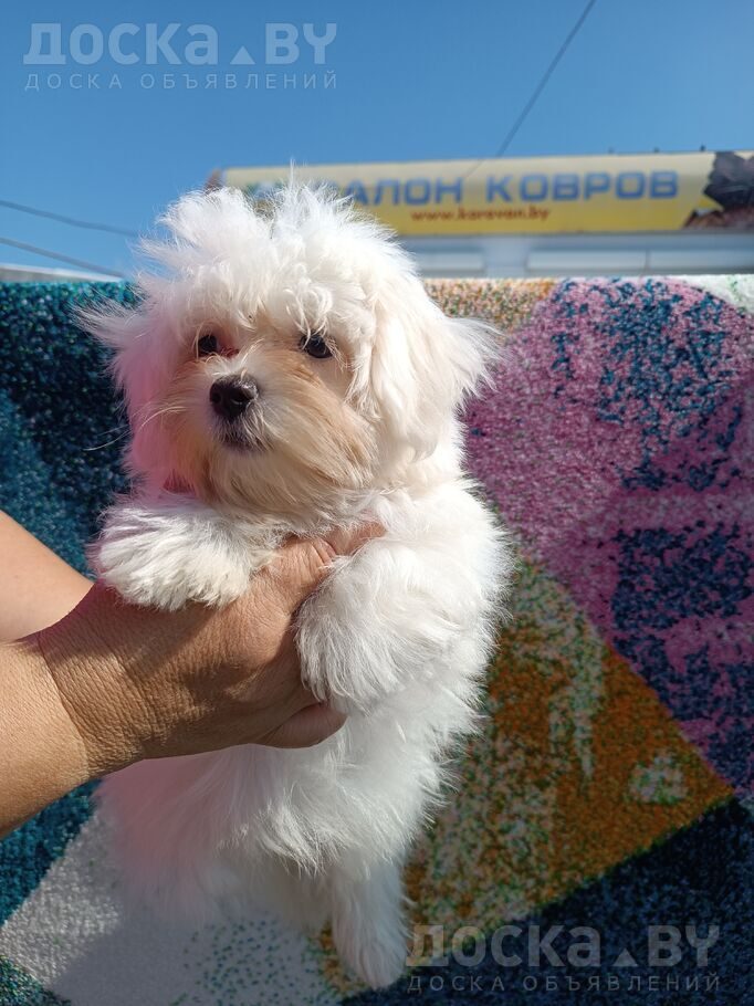 Мальтийская болонка