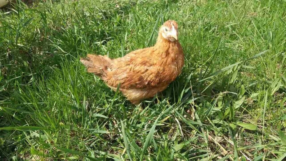 Молодки куры нижегородской. Курица молодка. Порода золотисто-рыжих кур. Фото трёхмесячный курицы. Курица 4 месяца.