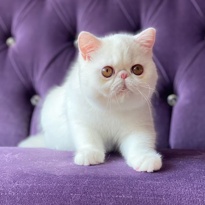Продам экзотических. Экзот кошка. Кот экзот белый. Экзот кошка белая. Экзотические кошки белого цвета.