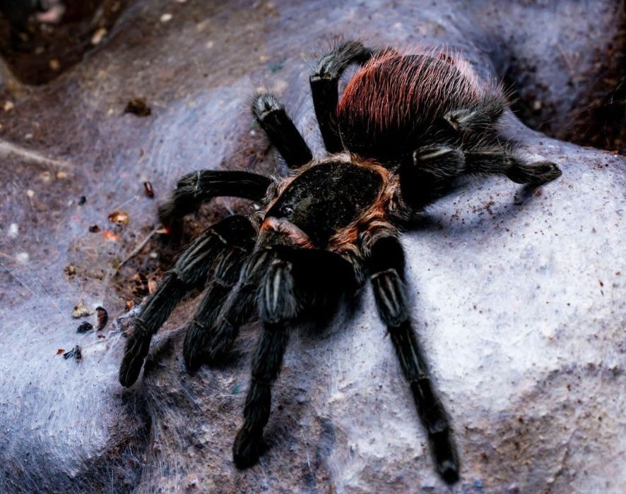 Тарантулы экзотические животные пауки для новичков.