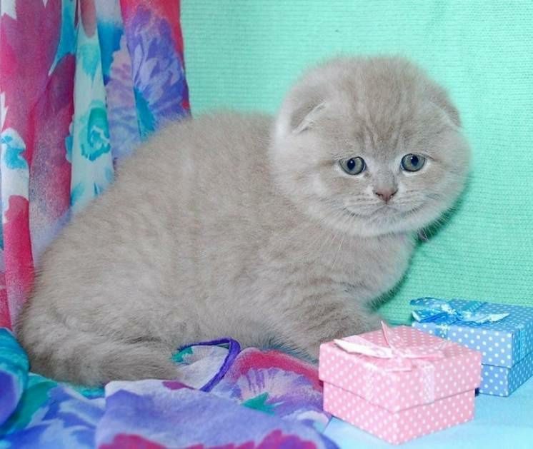 Вислоухие Котята Фото Цена Авито