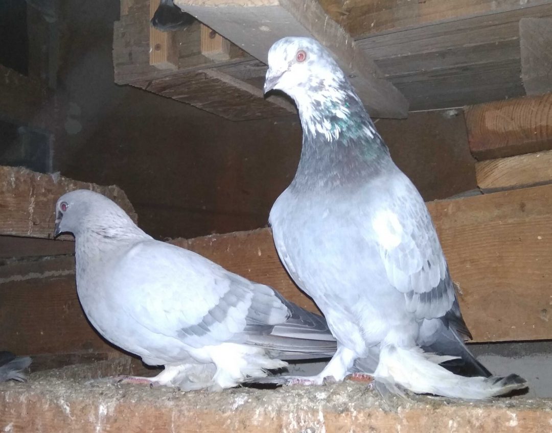 Таджикские голуби. Голуби азиаты.