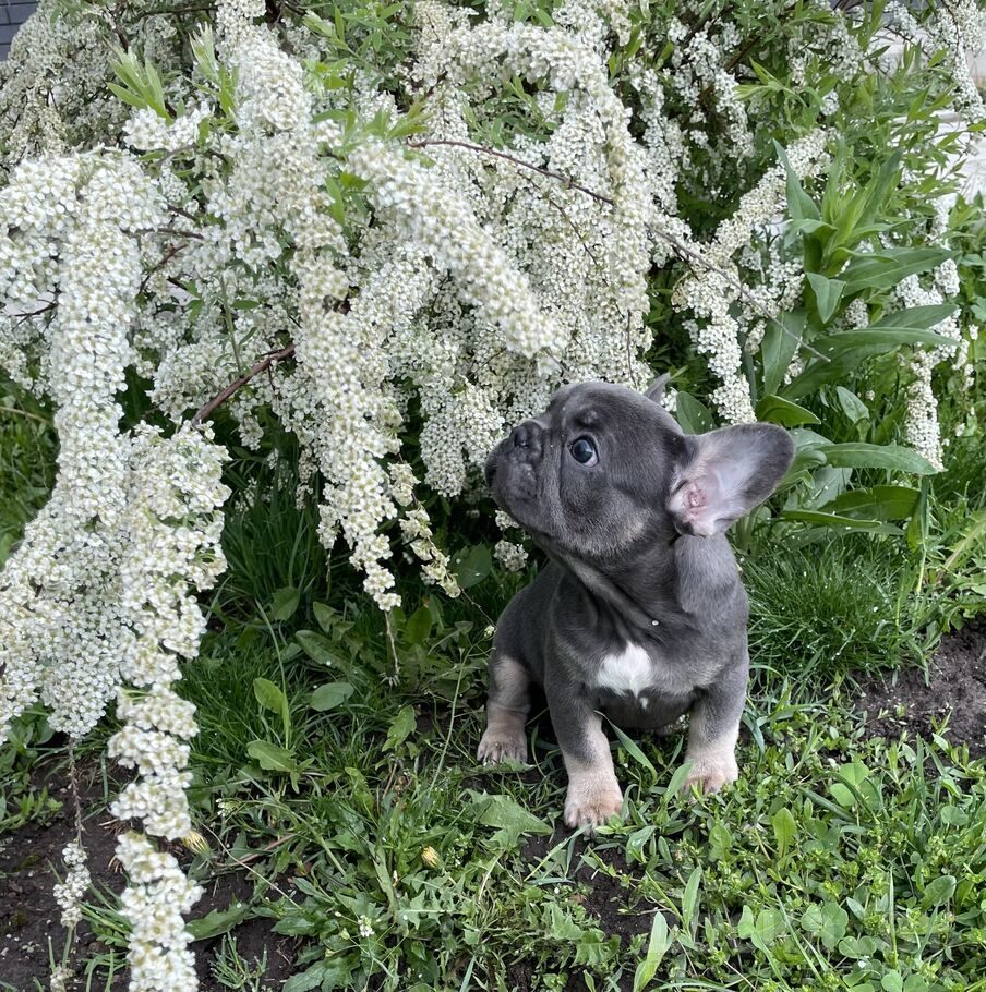 Французский бульдог