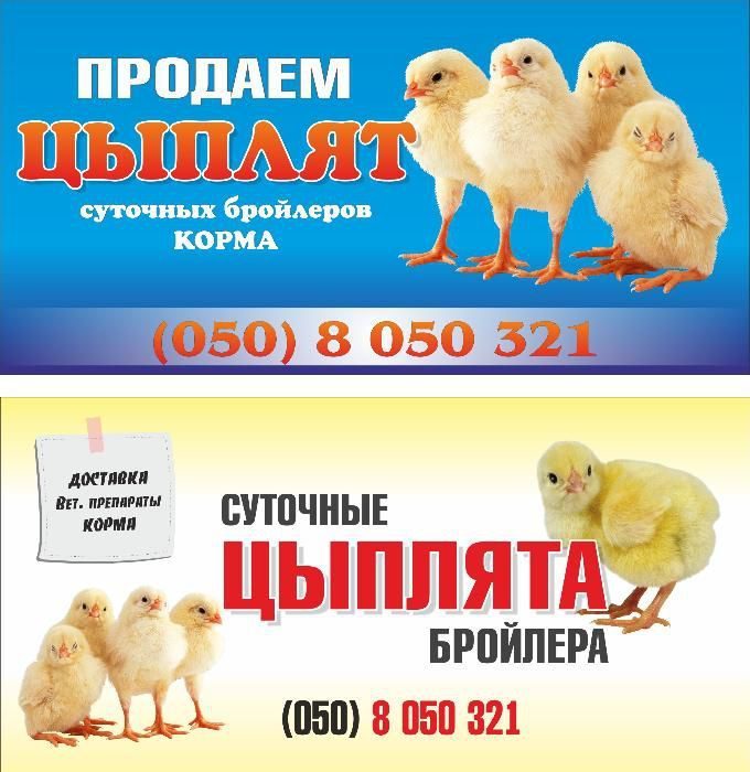 Цыплята бройлеры купить живые в московской области. Объявление для цыплят. Объявление цыплята бройлеры. Объявление о продаже цыплят. Объявление о продаже цыплят бройлеров.