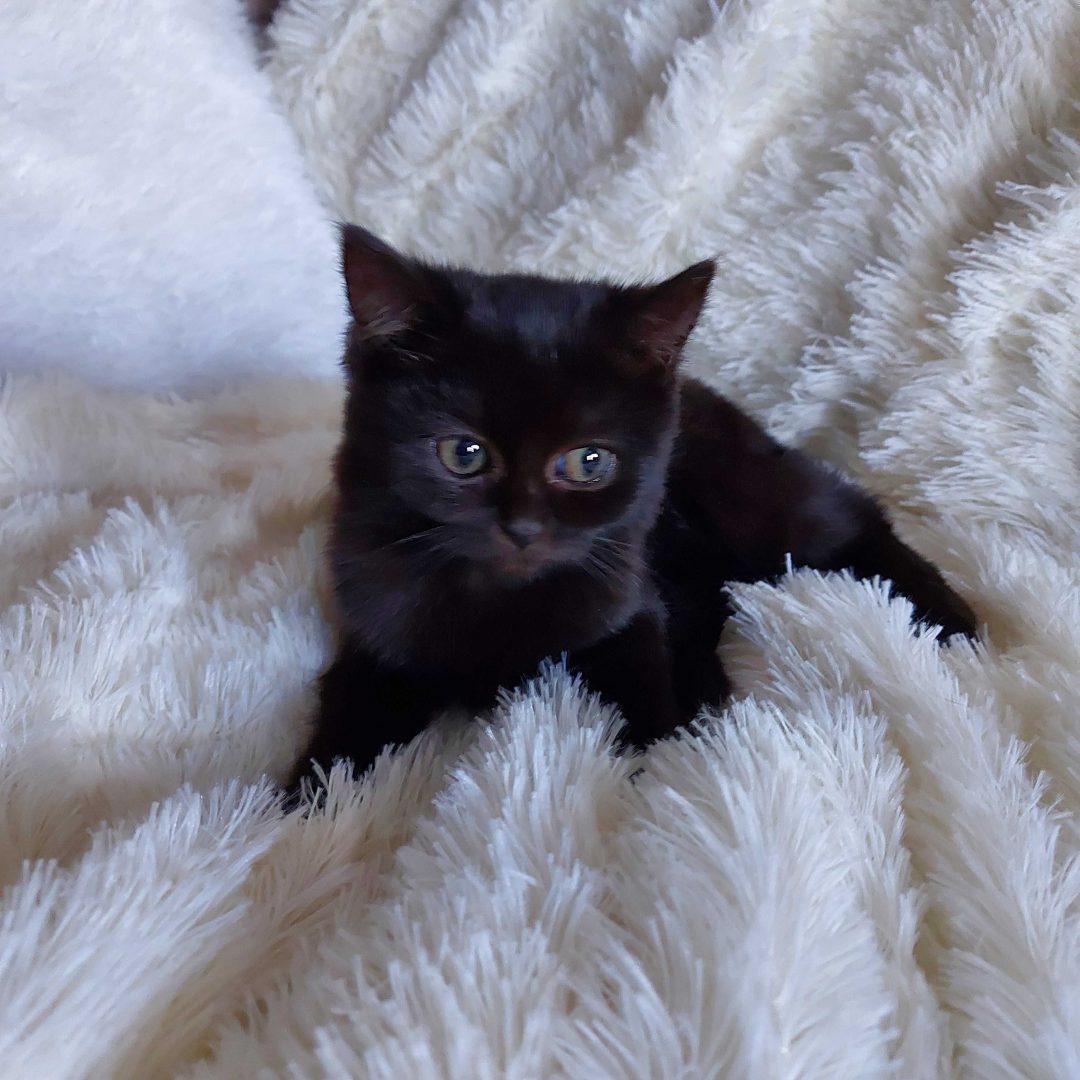 Купить чёрные британские котята в Благовещенске Амурской области