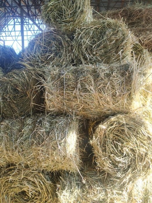 Эспарцет сено. Сено эспарцет. Тюки сена эспарцета. Сено из эспарцета. Сено эспарцет фото