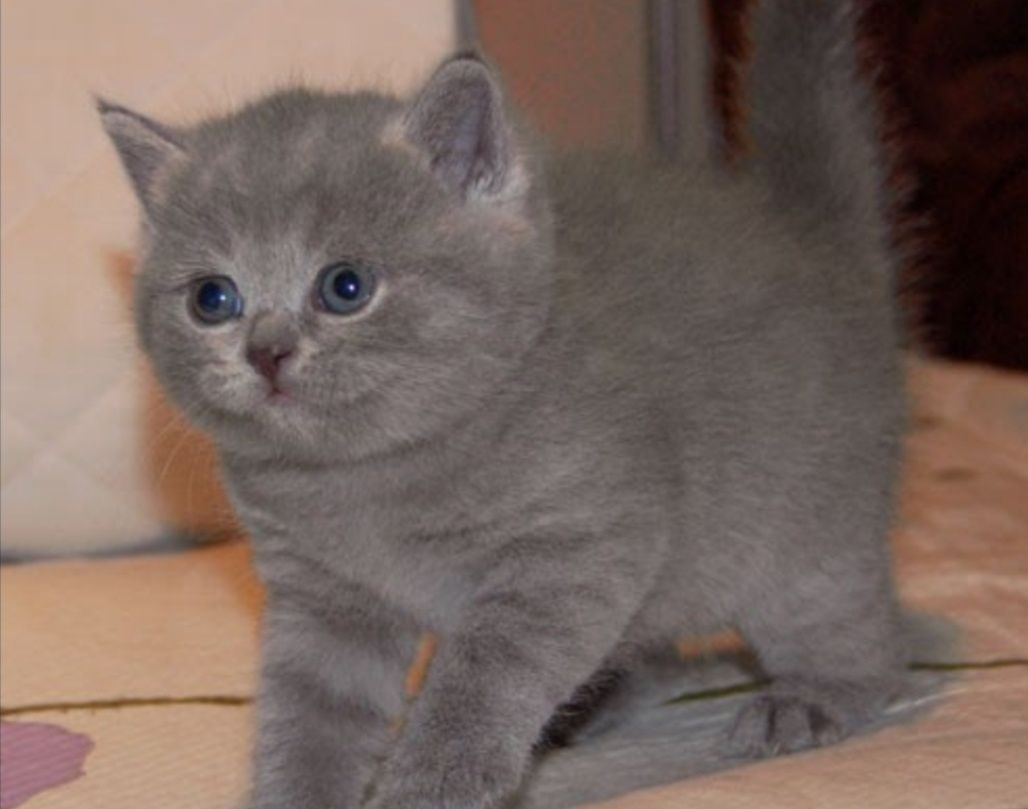 Серые котята британские голубокремовый