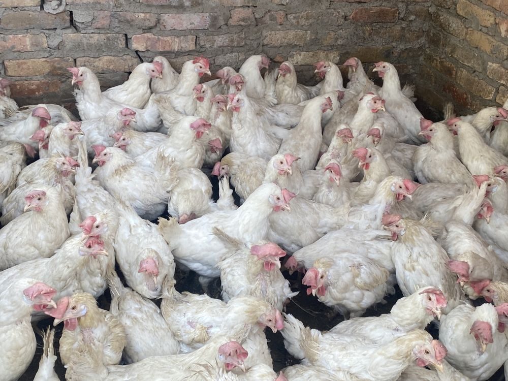 Купить куриц несушек от производителя. Продажа куриц. Свежие объявления о продаже кур. Покупка кур несушек в Балее. Свежие объявления о продаже кур несушек в Сасовском районе.