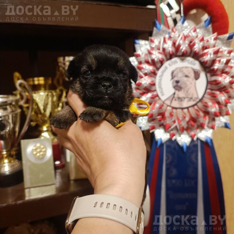 Мальтийская болонка