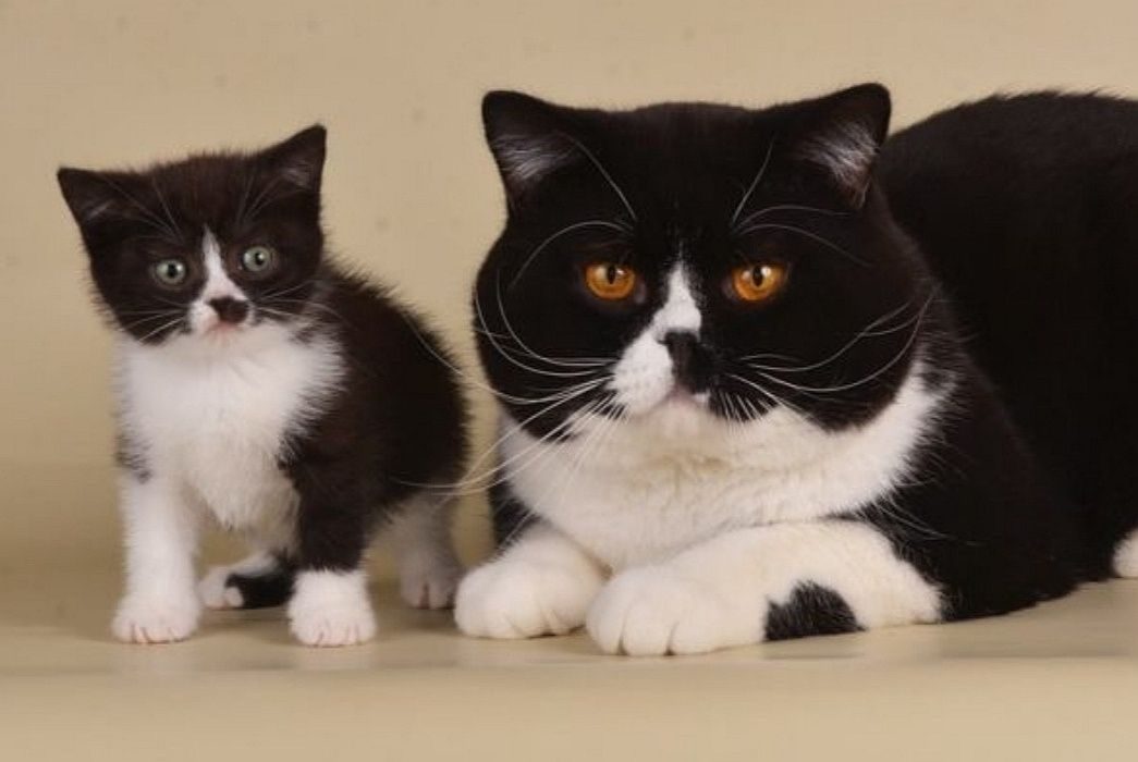 Порода черно белых кошек с фотографиями. Британец биколор Арлекин. Сибирская биколор короткошерстная. Скоттиш фолд биколор. Британская кошка биколор.