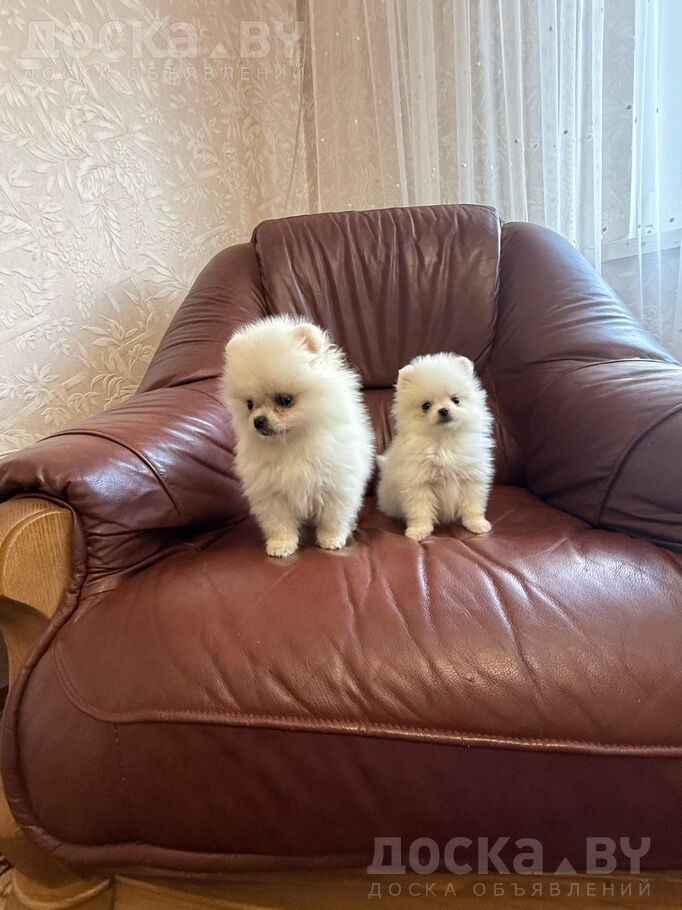 Померанский шпиц