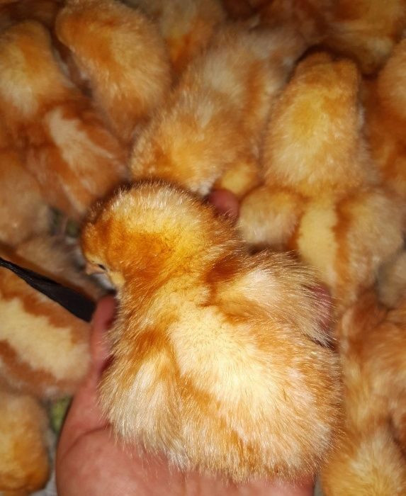 Суточные цыплята ломан браун. Цыплята Ломан Браун. Двухнедельные цыплята. Цыплята суточные Петушки. Аутосексные цыплята.