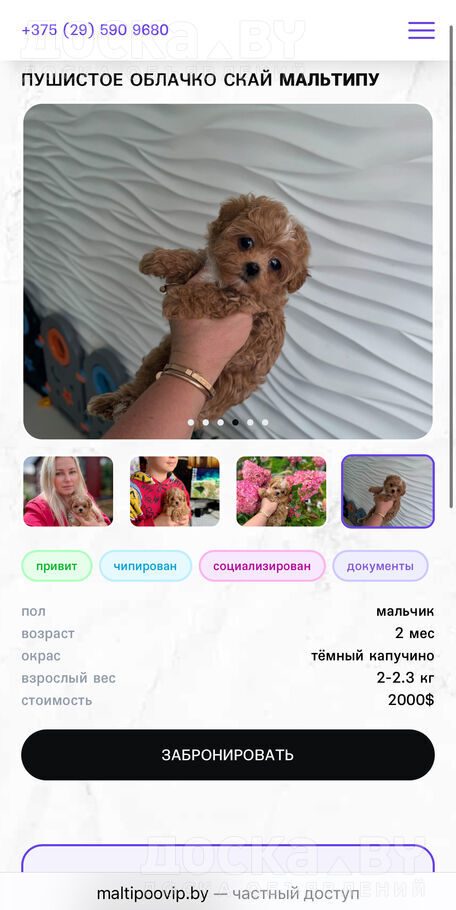 Мальтийская болонка