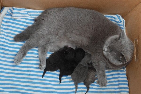 Кошка и котята после родов. Кошки вынашивают котят. Британские котята родившиеся. Рождение котенка британца.
