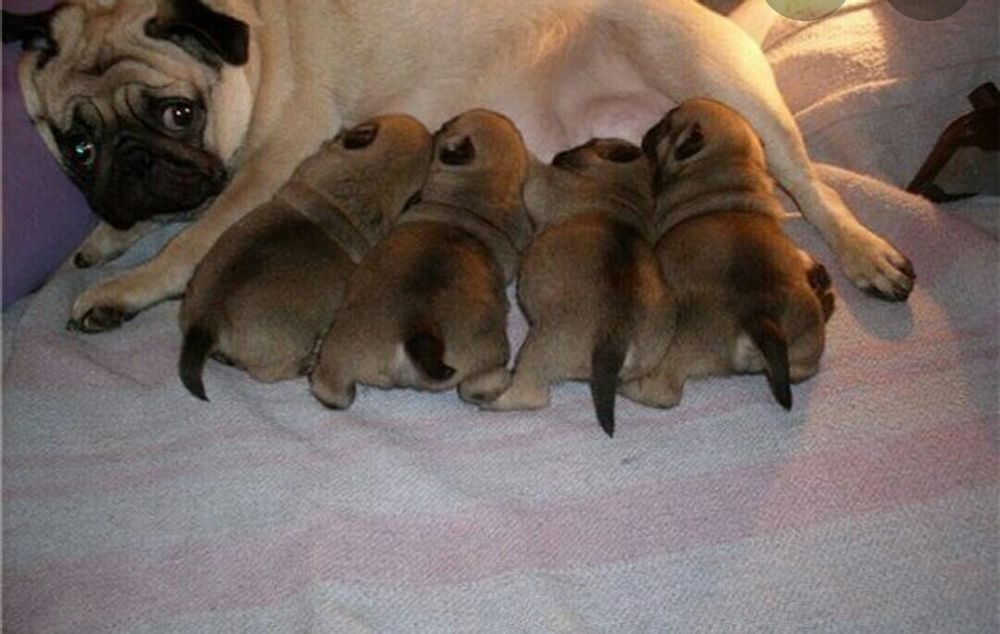 Щенки мопса фото новорожденные