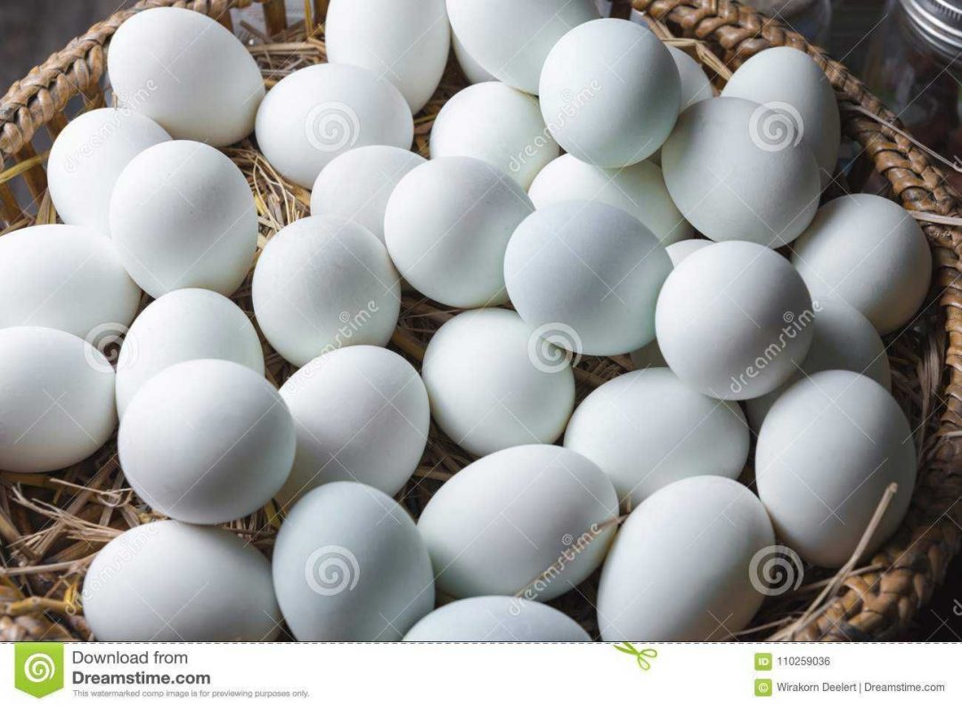 Купить инкубационное яйцо леггорн. Инкубационное яйцо Леггорна купить цена. Купить инкубационное яйцо кур несушек в Асино.