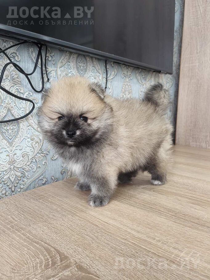 Померанский шпиц