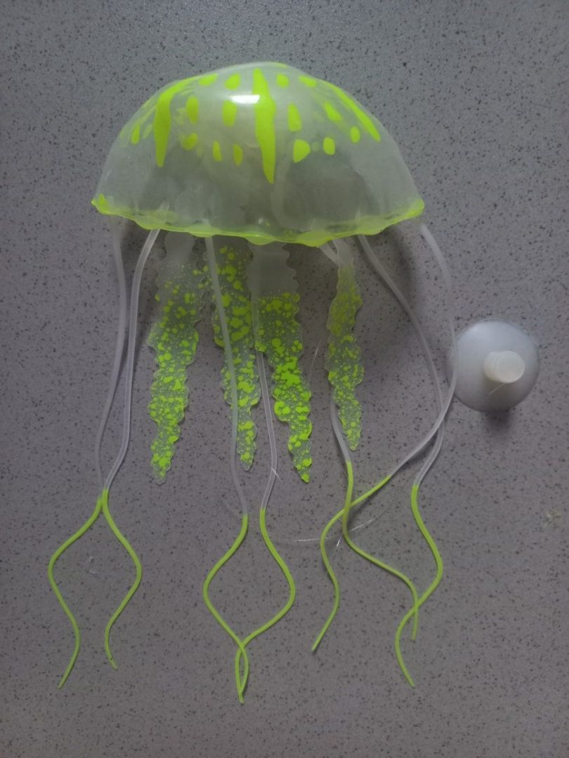 Медуза живая купить. Домашние медузы. Аквариумные медузы живые. Медуза в аквариуме Живая. Домашние медузы в аквариуме.