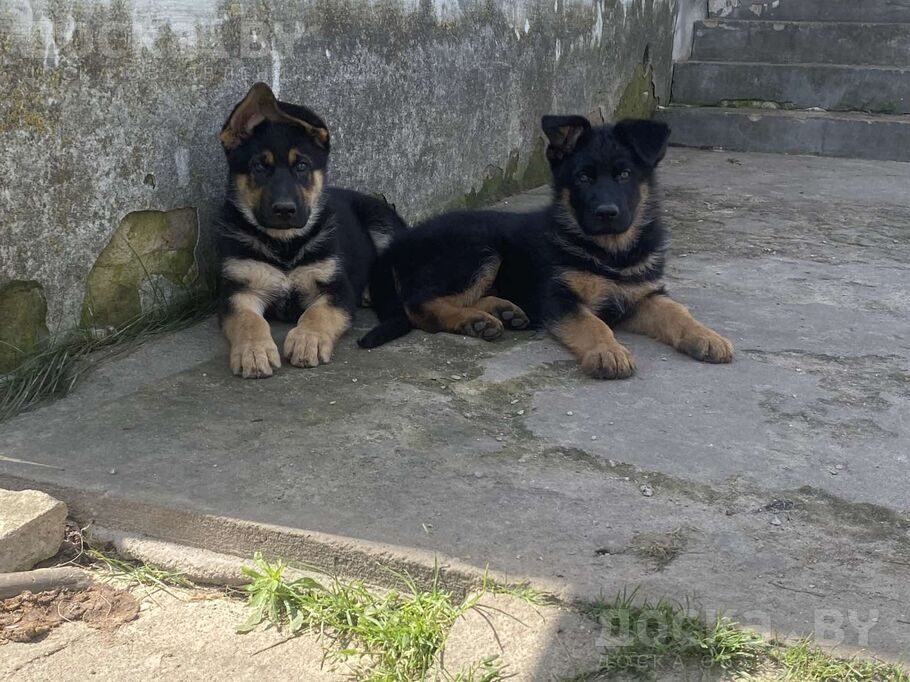 Немецкая овчарка