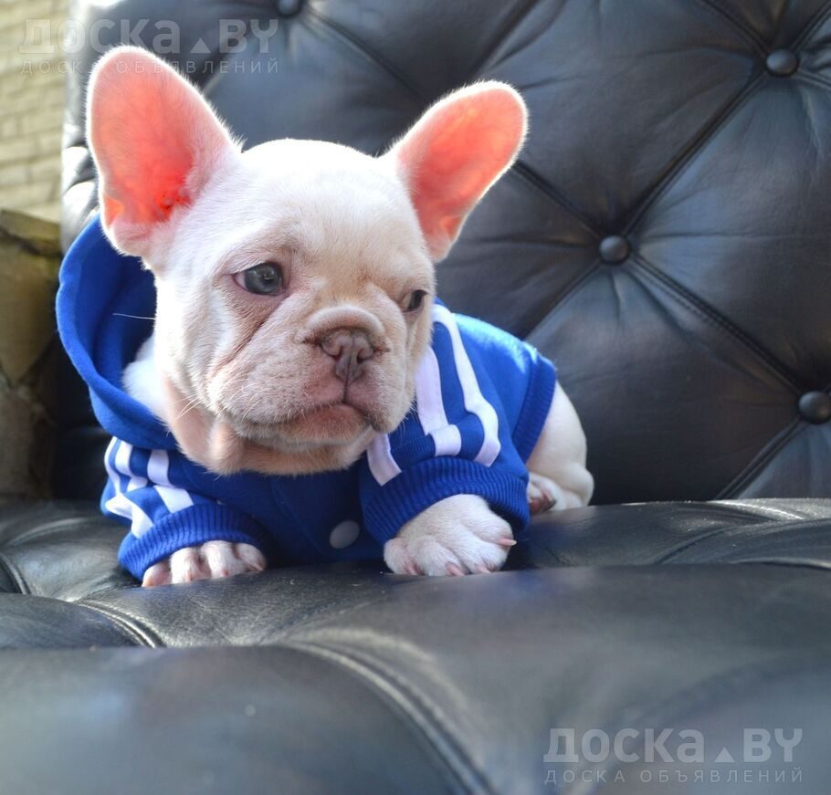 Французский бульдог