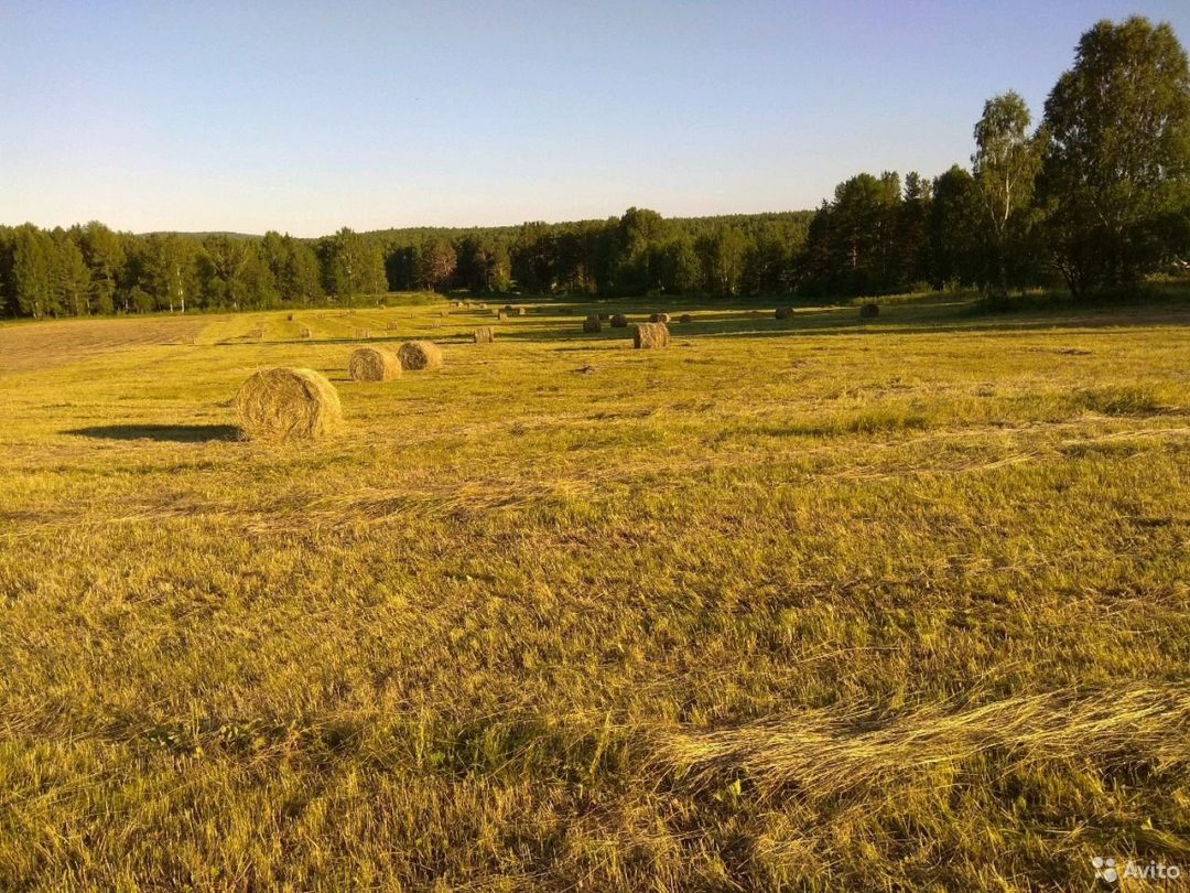 Сено в рулонах разнотравье. Сено зеленое. Свежее сено. Рулоны на лугу.