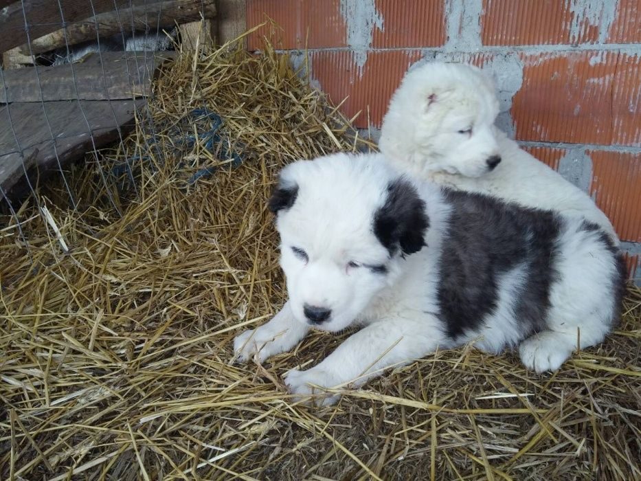 Купить Щенка Алабая В Иваново