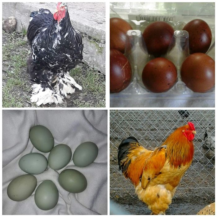 Куры с зелеными яйцами порода фото и названия