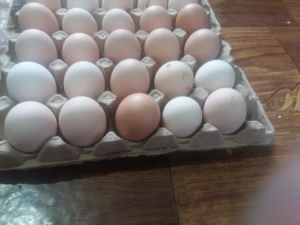 Инкубационные яйца птицы купить