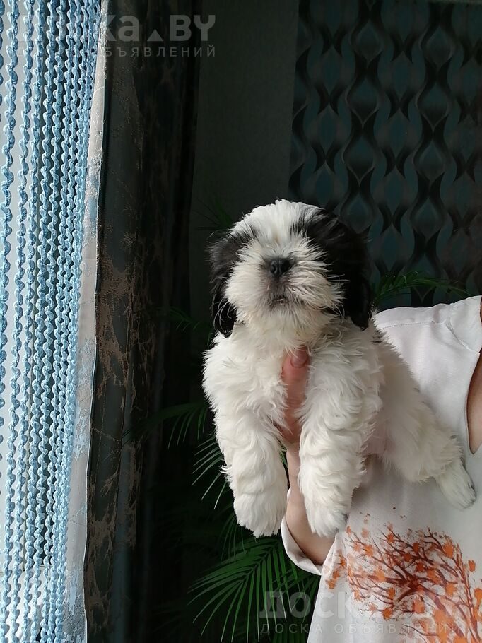 Ши-тцу