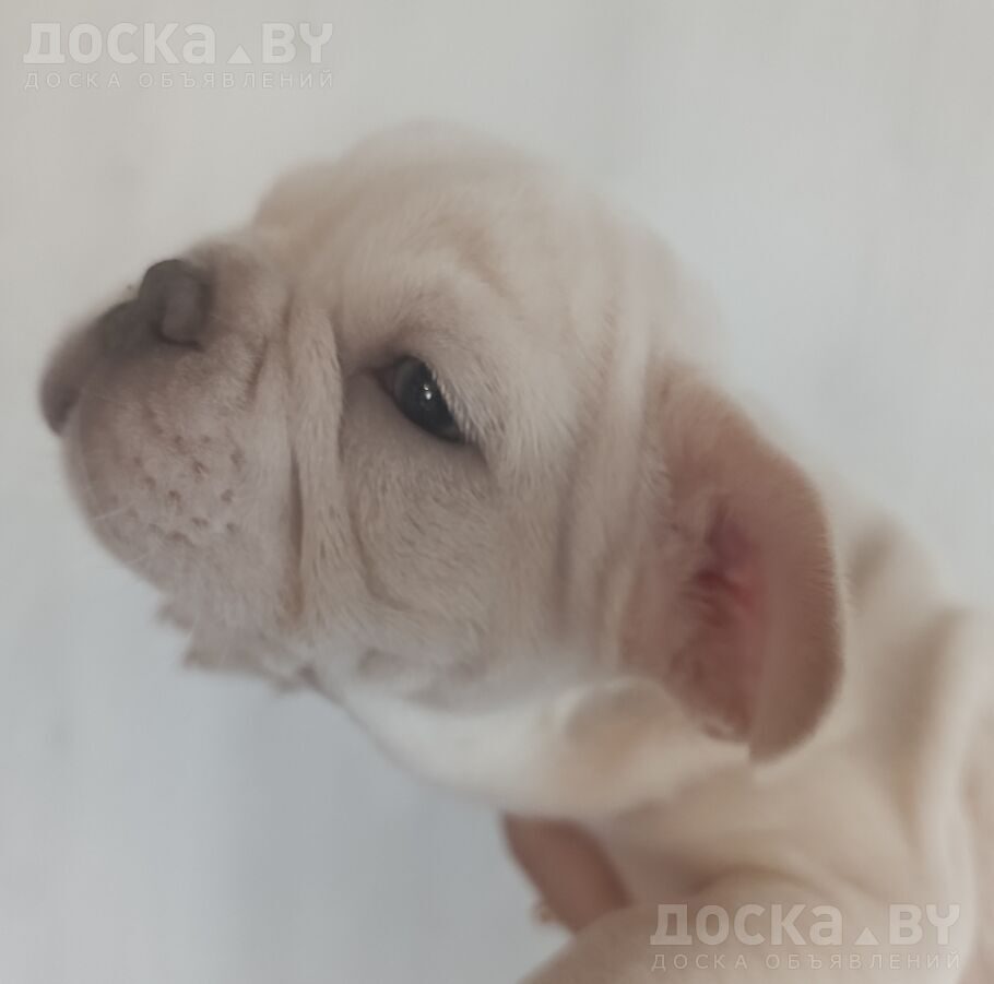 Французский бульдог