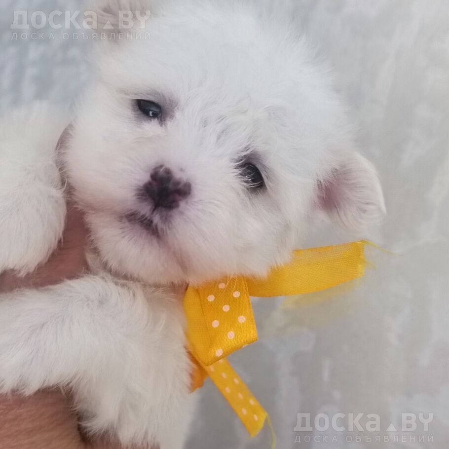 Мальтийская болонка