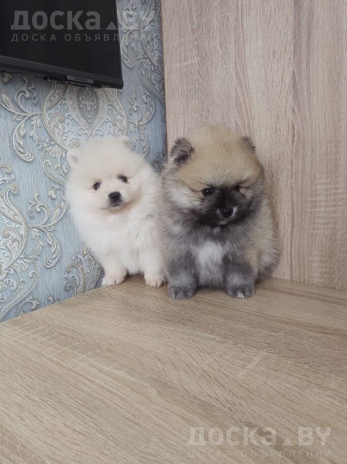 Померанский шпиц