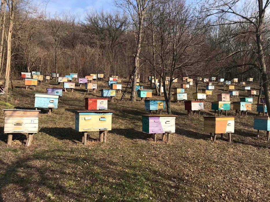 Авито краснодарский пчелопакеты. Пчелопакеты. Пчелопакеты Узбекистан. Как развивать пчелопакеты весной правильно.