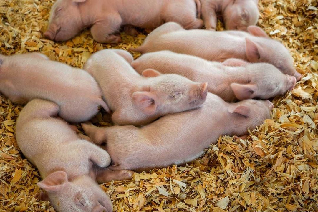 Стояла для свиней. Поросята продажа в Молдове. Ланграсы фото. Сколько стоят поросята ланграсы в Стерлитамакском районе. Выгодно ли держать свиней на продажу в домашних условиях.