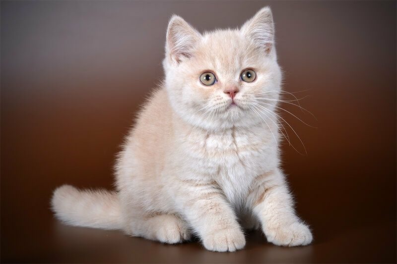 Британец кот персиковый окрас фото