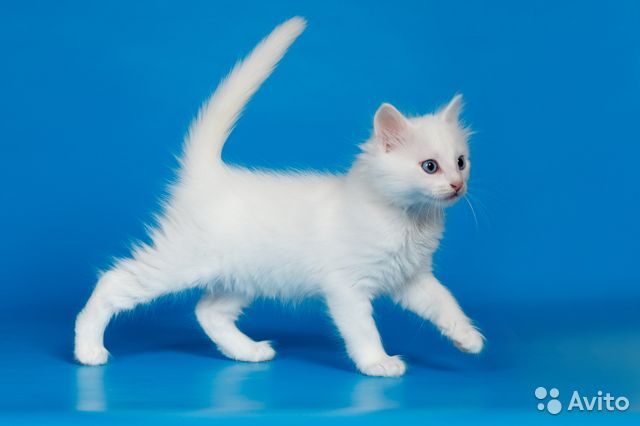 Турецкая Кошка Фото