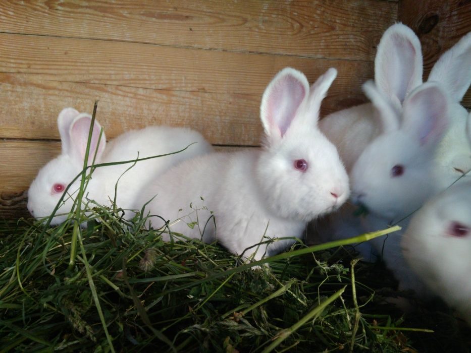 Купить кроликов ростов. Новозеландская белая порода кроликов. Продаются кролики. Новозеландский кролик черный. Где продаются кролики.