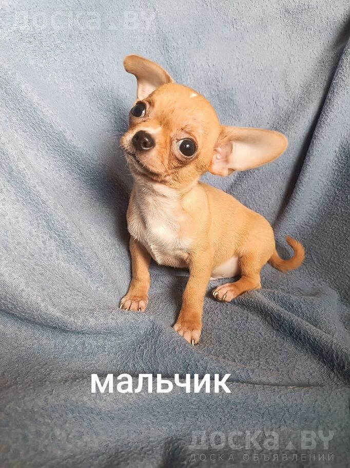Чихуа-хуа