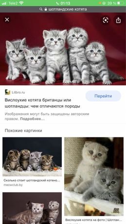 Котята Без Документов Купить