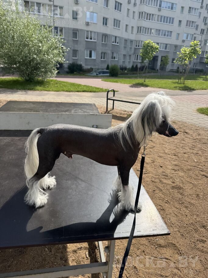 Китайская хохлатая собака