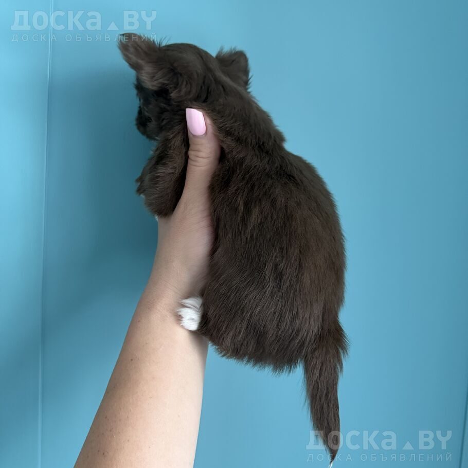 Чихуа-хуа