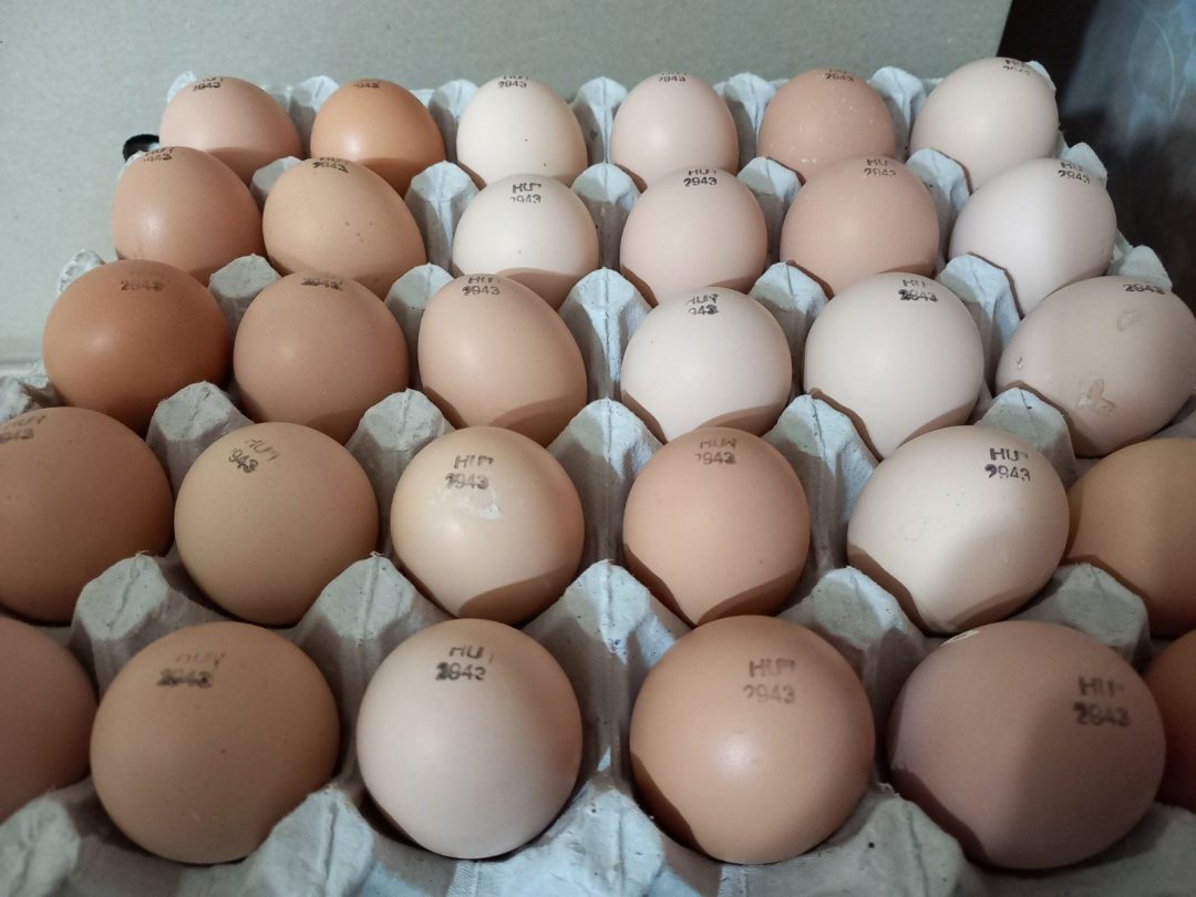 Кобб 700 инкубационное яйцо. Инкубационное яйцо бройлера Кобб 500. Росс 708 бройлер яйцо. Инкубационное яйцо бройлера Росс 308.